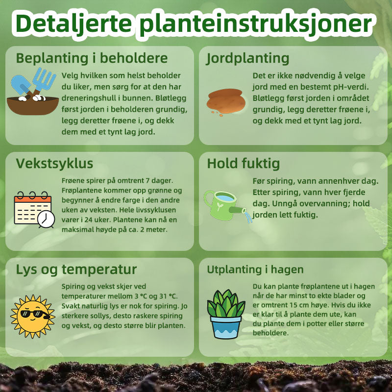 SVASP® Fortryllende Raskvoksende Hosta🌱