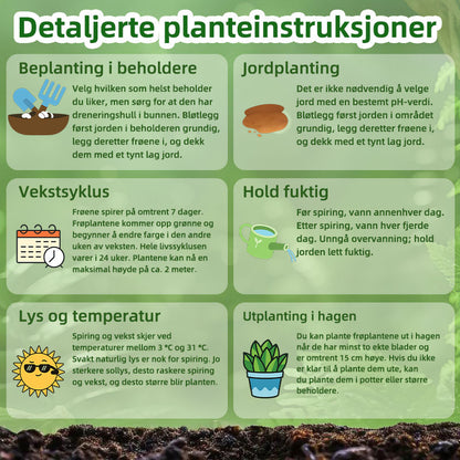 SVASP® Fortryllende Raskvoksende Hosta🌱